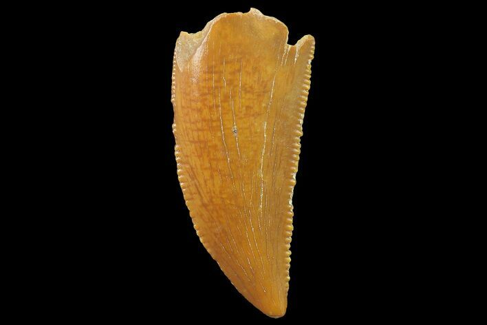 Serrated, Raptor Tooth - Real Dinosaur Tooth #179543
